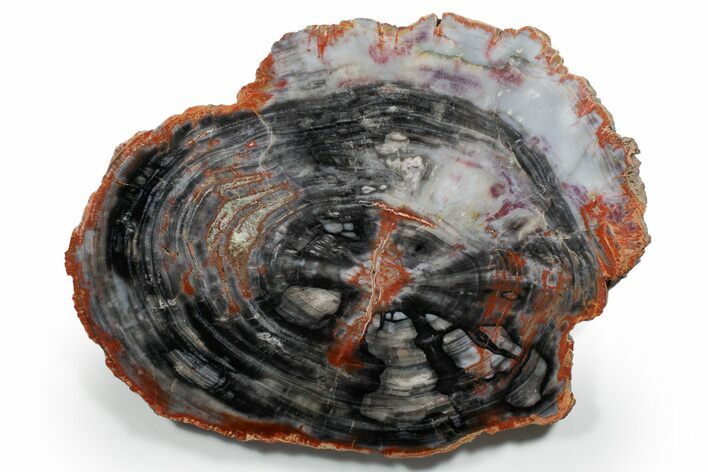 Polished Colorful Petrified Wood Round - Arizona #352264
